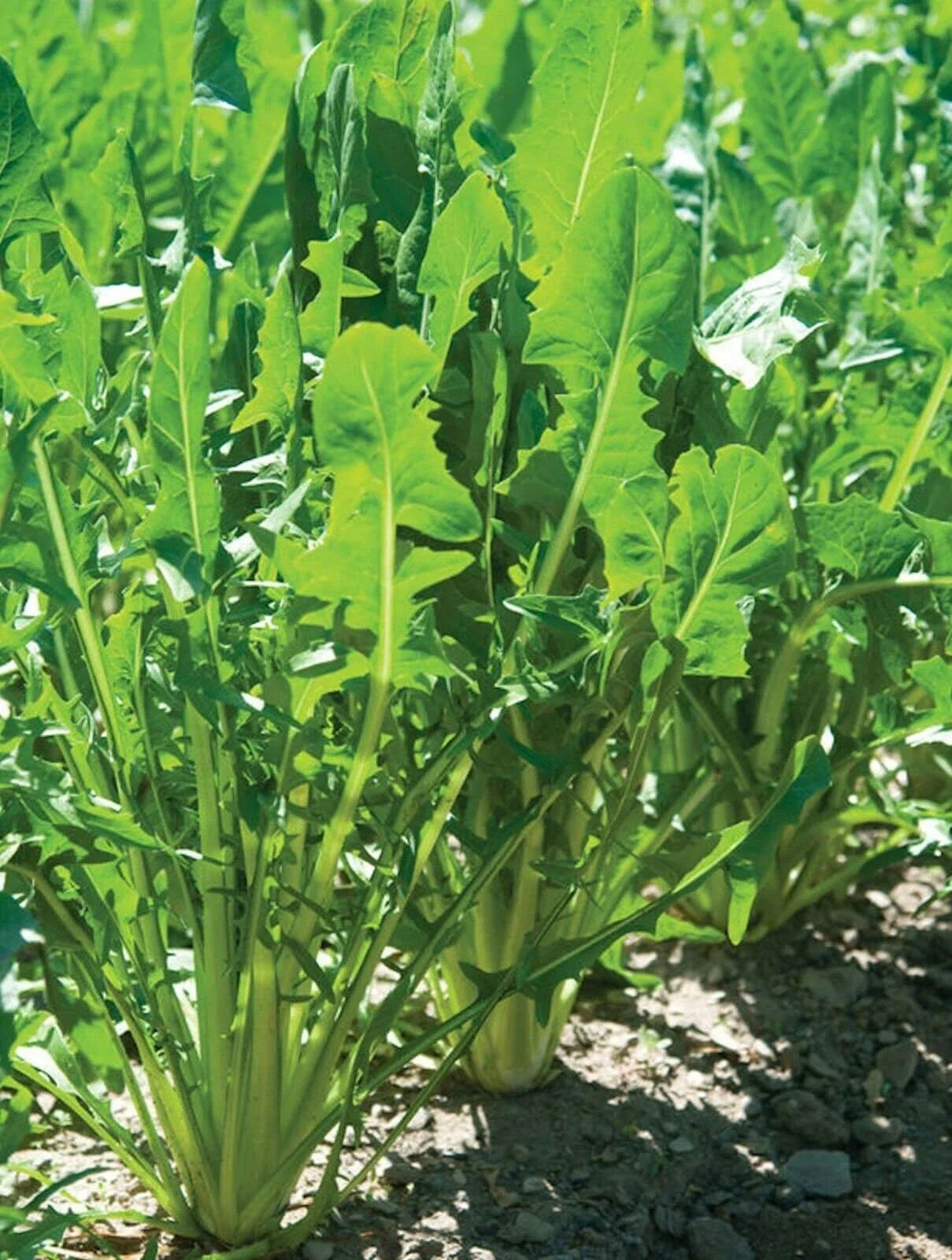 Heirloom Italian Dandelion Seeds - Catalogna Emerald Endive, Cichorium intybus, Gourmet Greens, Edible Leaf Vegetable, Seed Packet