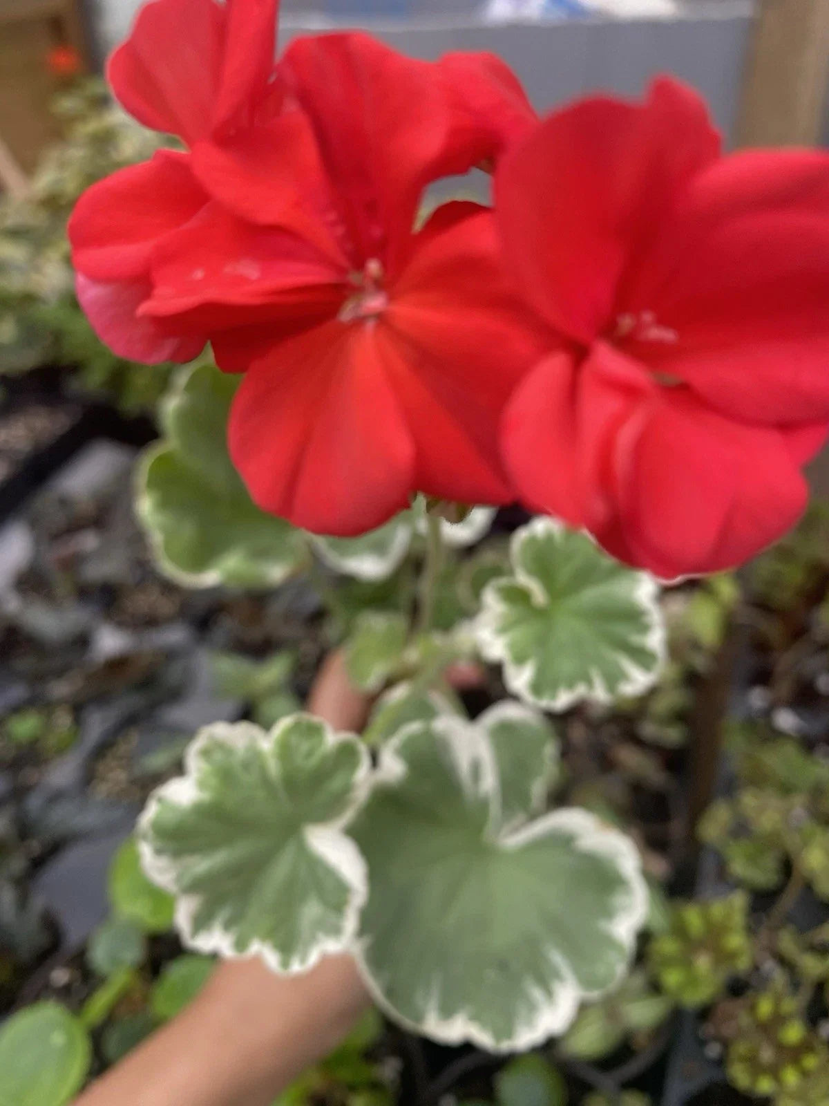 Horseshoe Geranium Plant - Bare Root - Madame Languth Zonal Pelargonium for Gardens & Containers