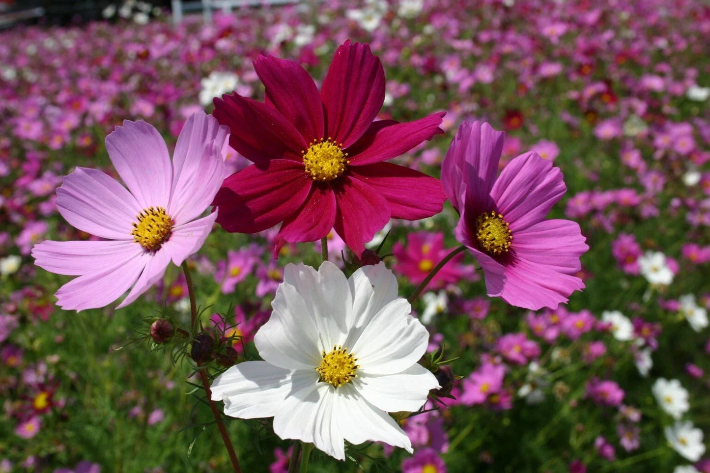 Cosmos Seeds Sensation Mix 100 Ct - Colorful Annual Flower Seeds for Garden - Cosmos bipinnatus - Full Sun, Easy to Grow