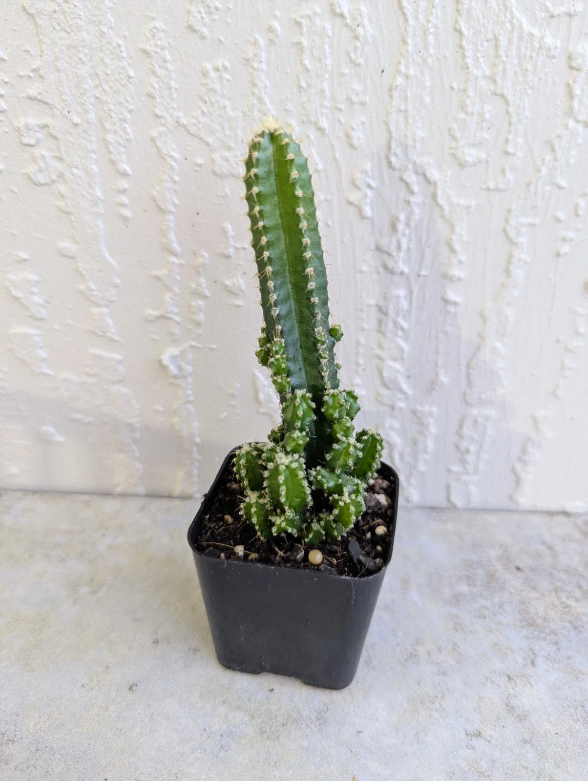 Variegated Fairy Cactus Plant in 2-Inch Pot | Opuntia microdasys | Live Succulent for Home & Garden