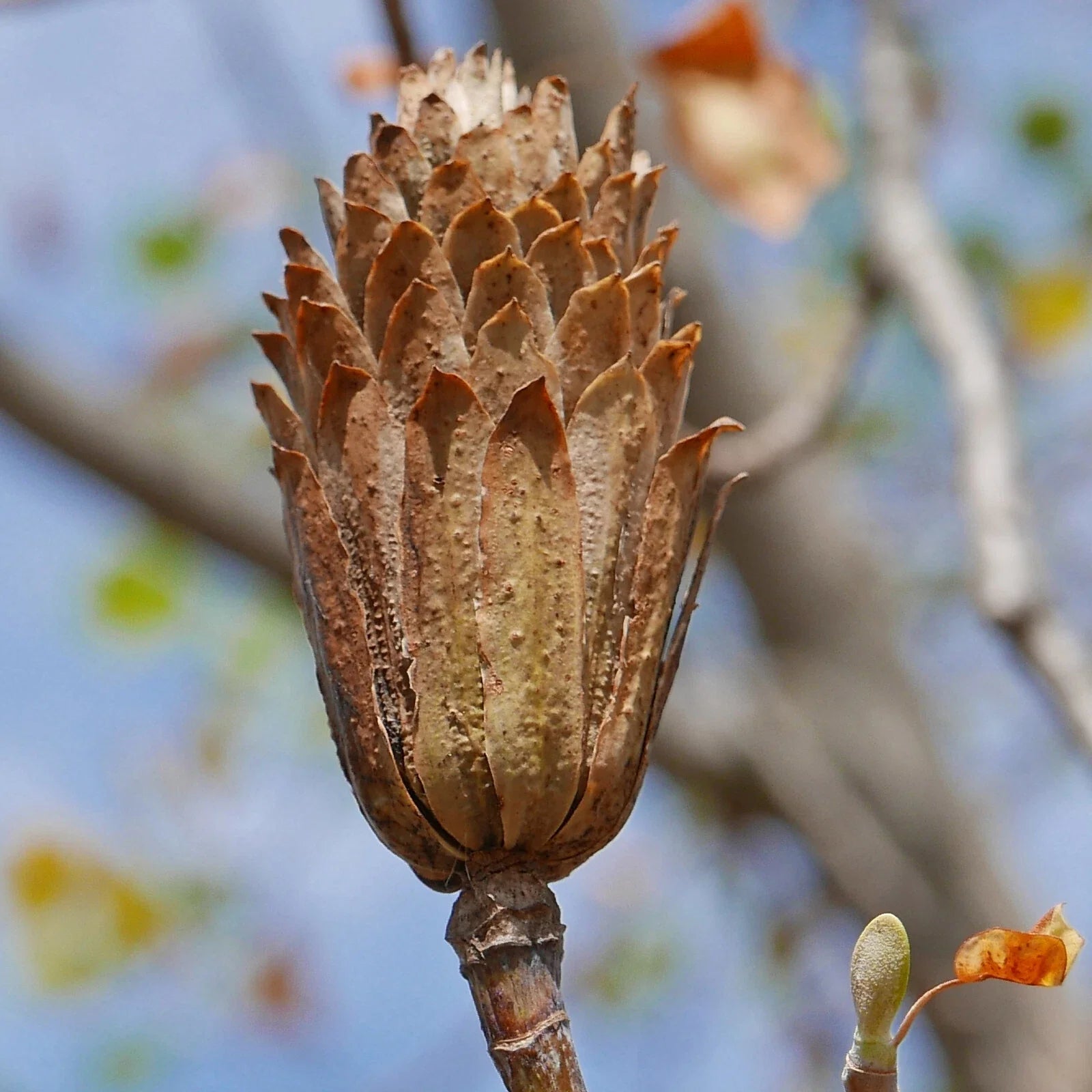 Tulip Tree Seed Pods Samaras - Natural Brown Craft Decorations for Potpourri & Wreaths - Liriodendron tulipifera