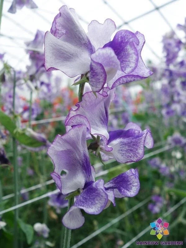 Night Sky Sweet Pea Seeds - 50+ Pack, Lathyrus odoratus, Climbing Vine, Fragrant Purple & White Flowers, Garden Planting, USA Free Shipping