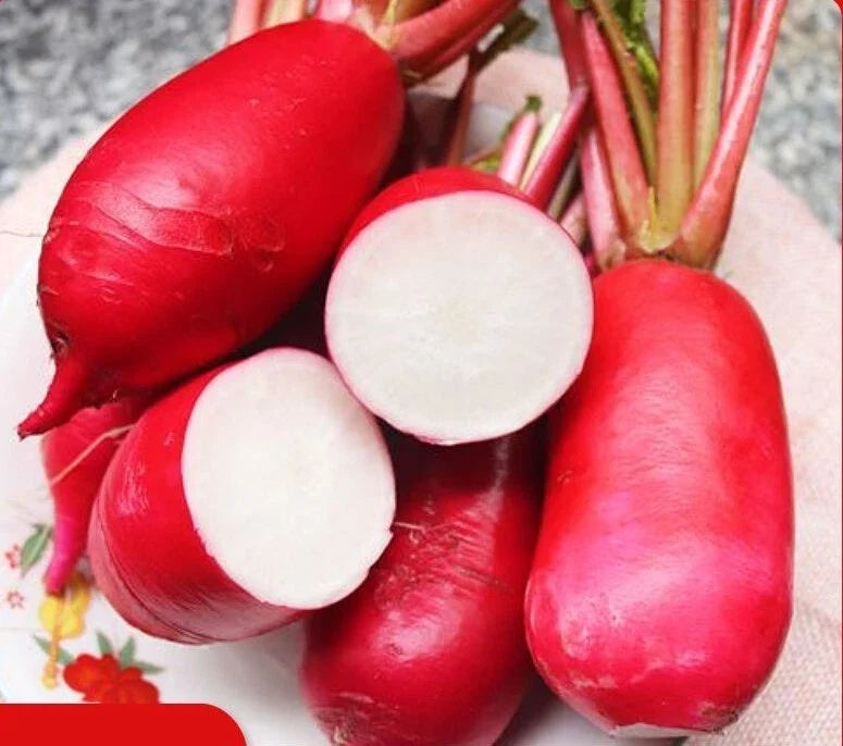 China Rose Radish Seeds - Microgreens & Winter Garden - Red Daikon Raphanus sativus - 500+ Seeds for Home Growing