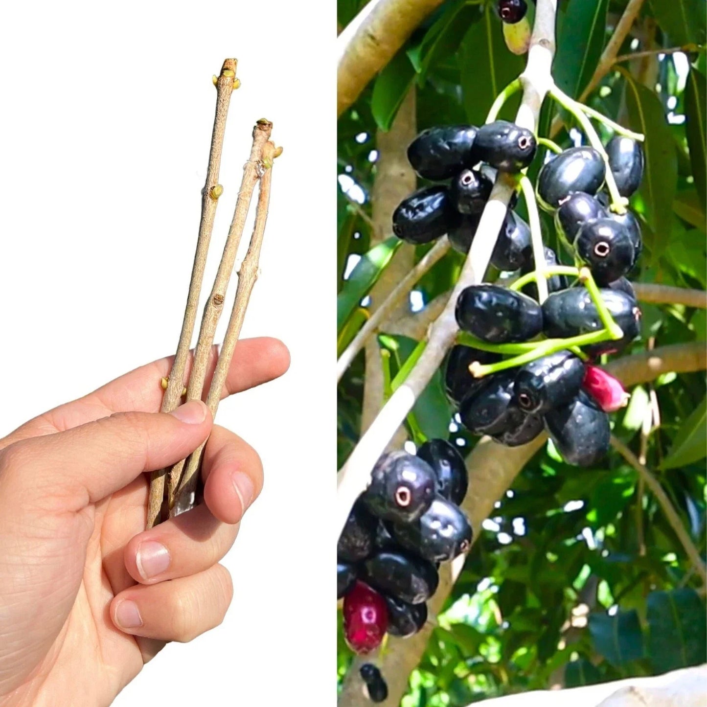 Jamun Fresh Cutting Scion 5x | Java Plum, Duhat, Cây Trâm | Syzygium cumini Fruit Tree Planting Material