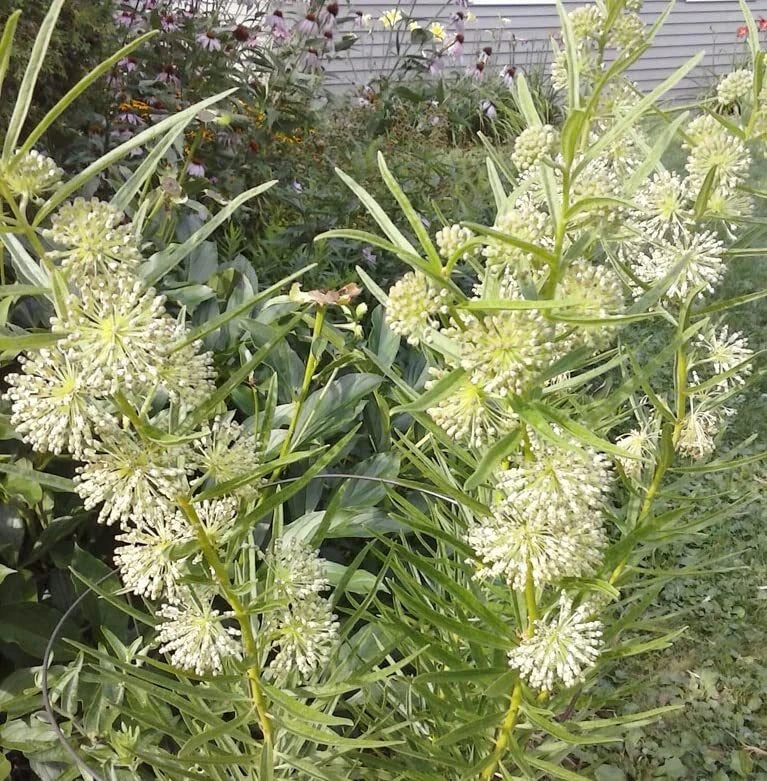 Tall Green Milkweed Seeds 50 Pack | Asclepias hirtella Native Perennial Pollinator Plant