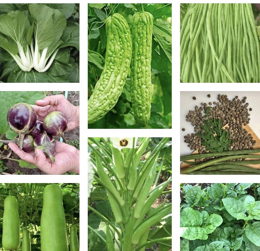 Asian Vegetable Seeds Packets - Heirloom, Non-GMO, Suitable for Home & Container Gardening