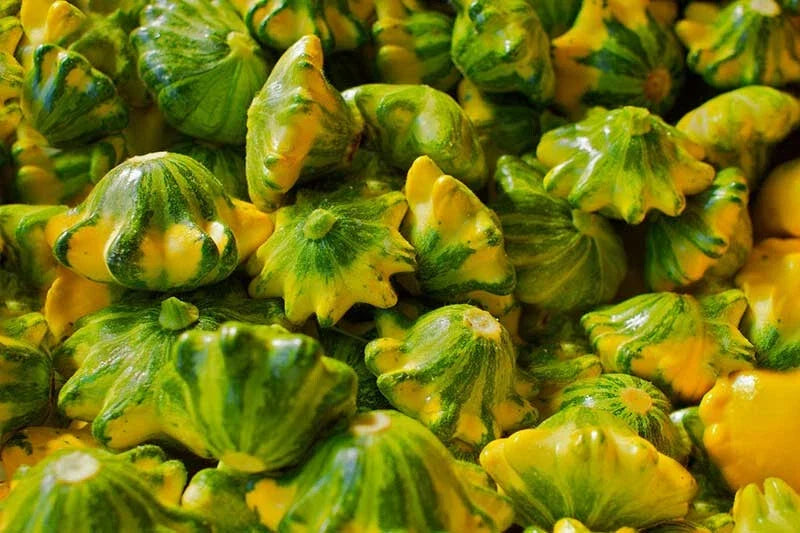 Flying Saucer Squash Seeds - Cucurbita pepo Heirloom Non-GMO Vegetable Seeds, Bush-Type, Compact Growth, 25+ Seeds