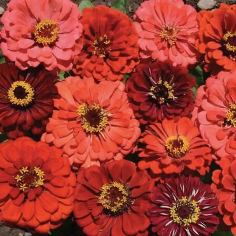 Organic Zinnia Seeds Mix - 100 Assorted Colors, Butterfly & Pollinator Friendly, Zinnia elegans, Annual Flower Seeds
