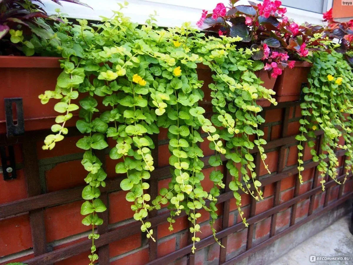 Creeping Jenny Plant - Green Ground Cover Perennial - Lysimachia nummularia for Baskets & Landscaping