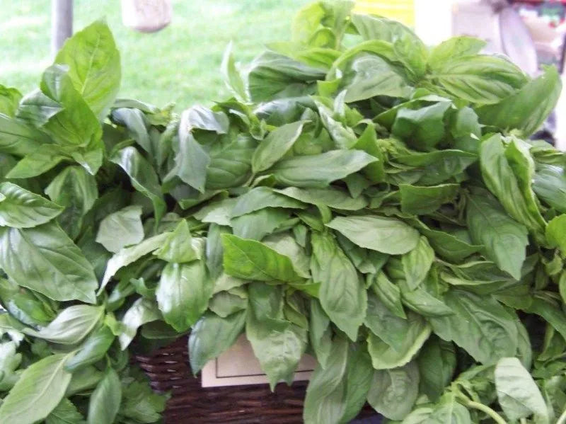 Lemon Scented Basil Seeds – Aromatic Herb, Culinary, Ocimum basilicum var. citriodorum, 125 Pack, Non-GMO, Grow Indoors or Outdoors