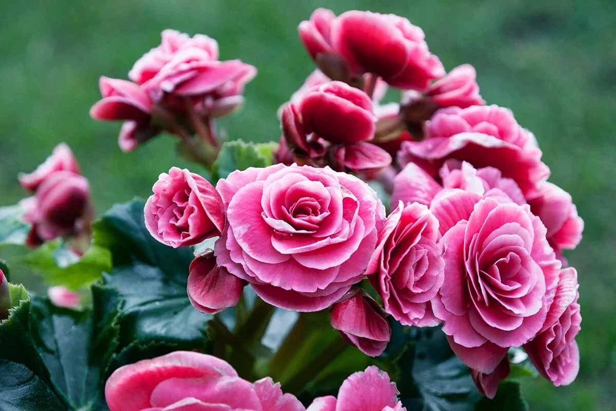 Begonia Seeds 100 Count Glory TR Pretty & Tasty | Begonia hybrida Garden Seeds for Containers & Beds