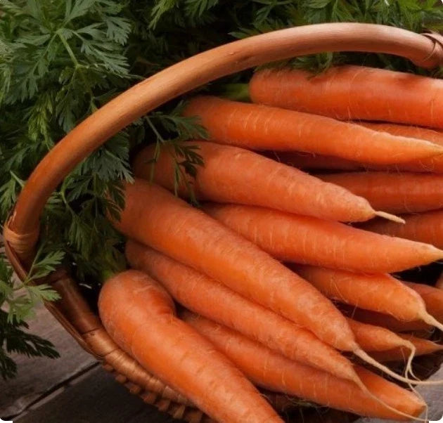 Danvers 126 Carrot Seeds – Organic, Non-GMO, Open-Pollinated, Daucus carota, Pack of 500+ Seeds for Home Gardening