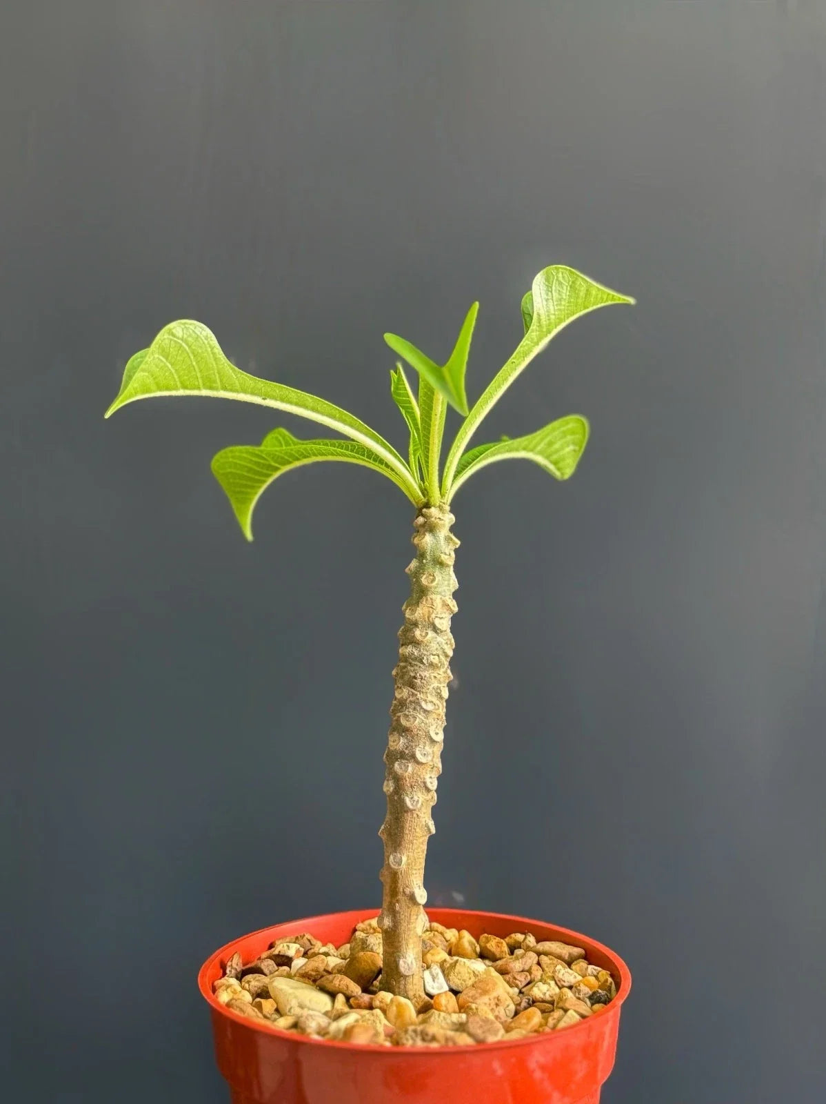 Plumeria Pudica Wedding Bouquet Plant - Tropical White Frangipani in 4" Pot - Easy Care Indoor Outdoor Specimen