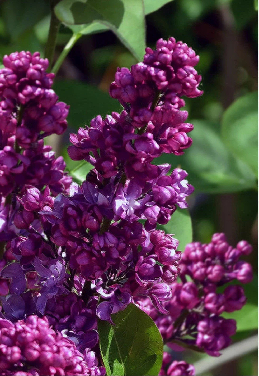 Congo Lilac Starter Plant 4-8" Syringa Vulgaris Fragrant Purple Blooms for Garden or Landscape