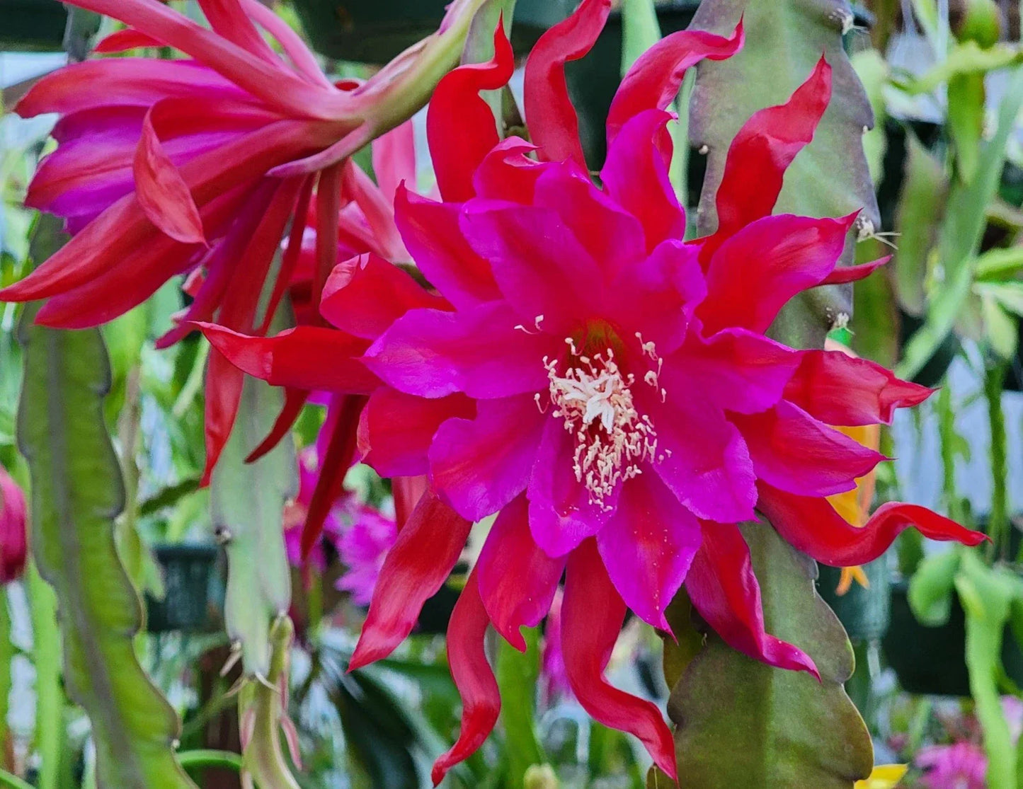 Epiphyllum 'Foxy Lady' Unrooted Cutting - Rare Orchid Cactus - Tropical Houseplant Propagation - Unique Succulent Variety