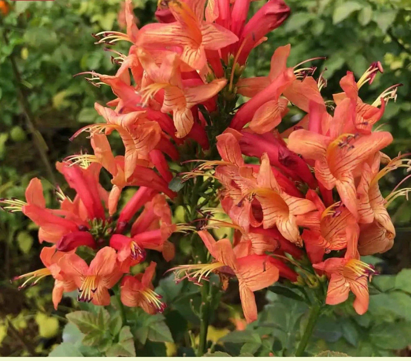 Cape Town Coral Tecomaria Starter Plant - Vibrant Hummingbird Attractor Tecomaria capensis