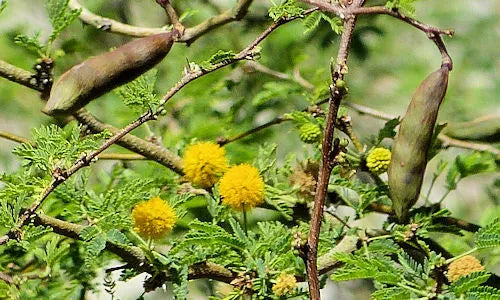 Sweet Acacia Seeds - Vachellia Farnesiana Yellow Flower Seeds - Drought-Tolerant Garden Plant - 20+ Seeds