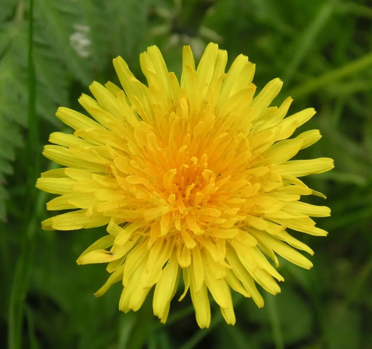 Dandelion Seeds - 100+ Perennial Culinary Herb Taraxacum officinale for Garden Teas