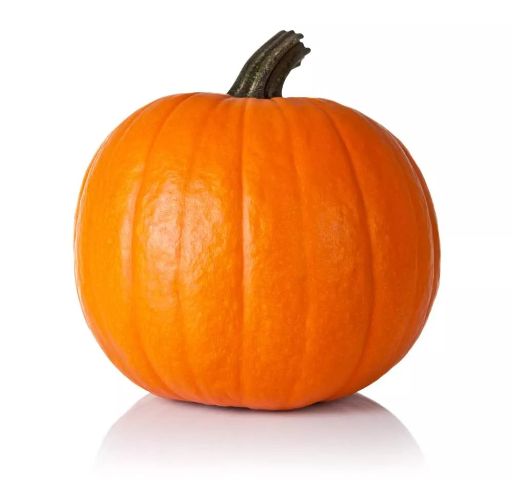 Spartan Pumpkin Seeds for Planting - 10 Seeds - All American Favorite Cucurbita pepo - Vining Pumpkin Seeds