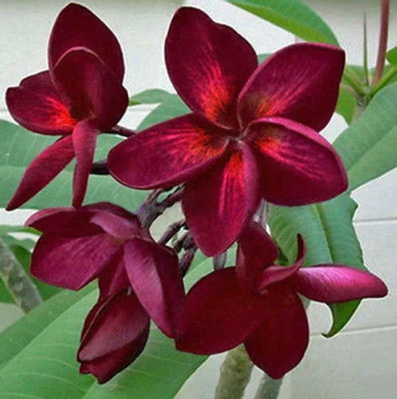 Dark Red Plumeria Seeds - Frangipani (Plumeria rubra) Perennial Flower Seeds for Garden & Pot Cultivation