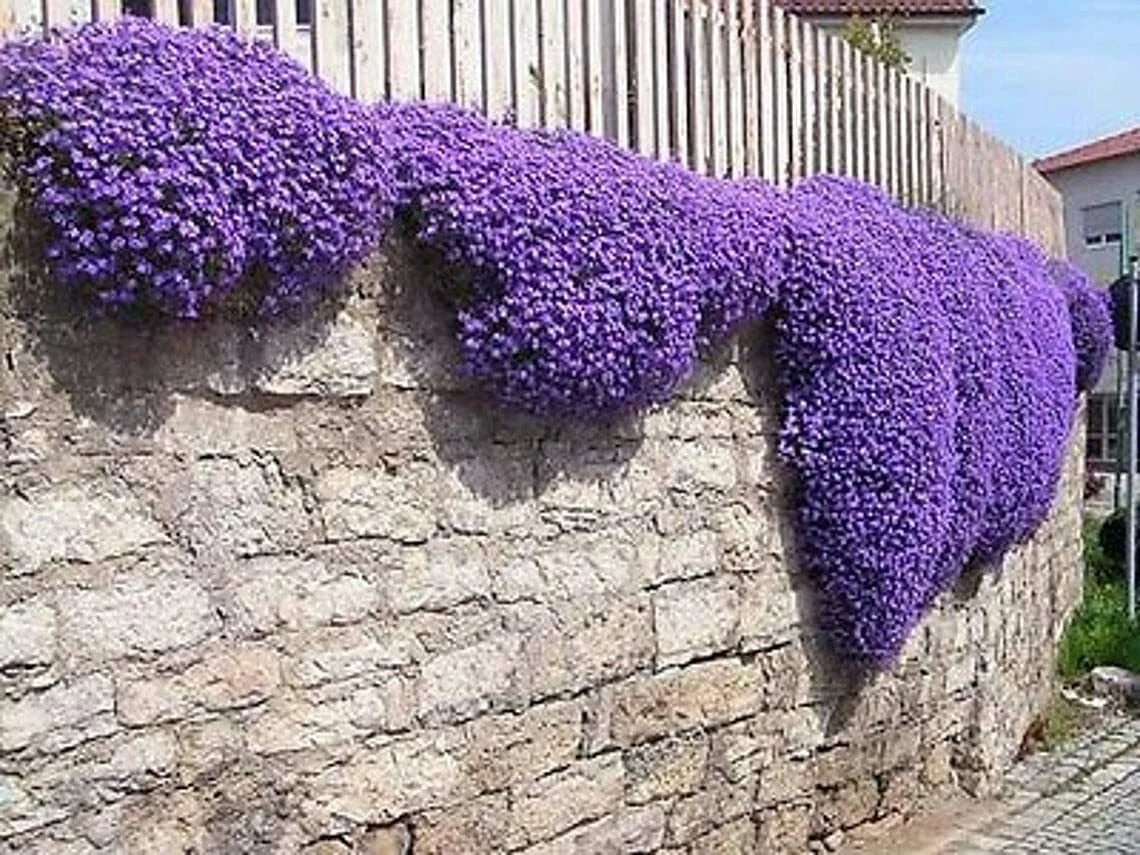 Purple Rock Cress Seeds - 250 Count, Aubrieta deltoidea, Low-Growing Perennial for Ground Cover & Rock Gardens