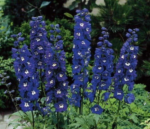 Delphinium Seed Packet - Magic Fountain Dark Blue - Symmetrical Flowers - Delphinium elatum