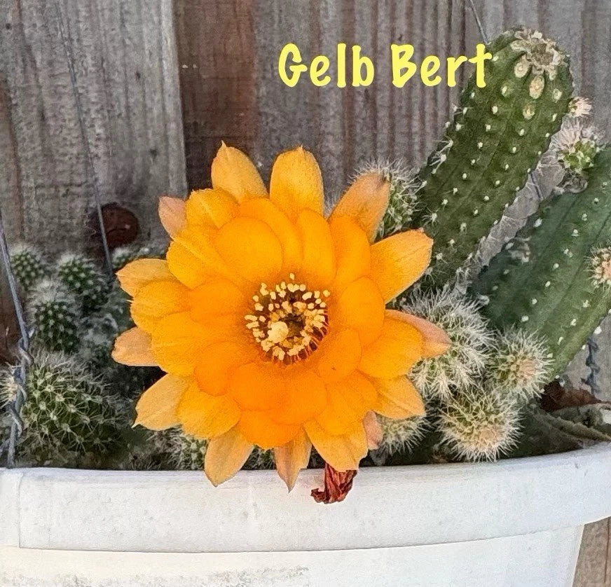 Chamaecereus Peanut Cactus Rooted Pups - GELB BERT European Hybrid Succulent Plant in 2-Inch Pot