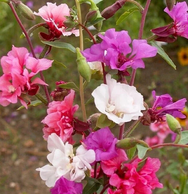 Clarkia Seeds 2000+ Wildflower Mix for Cutting Gardens, Bright Colors, Clarkia spp.