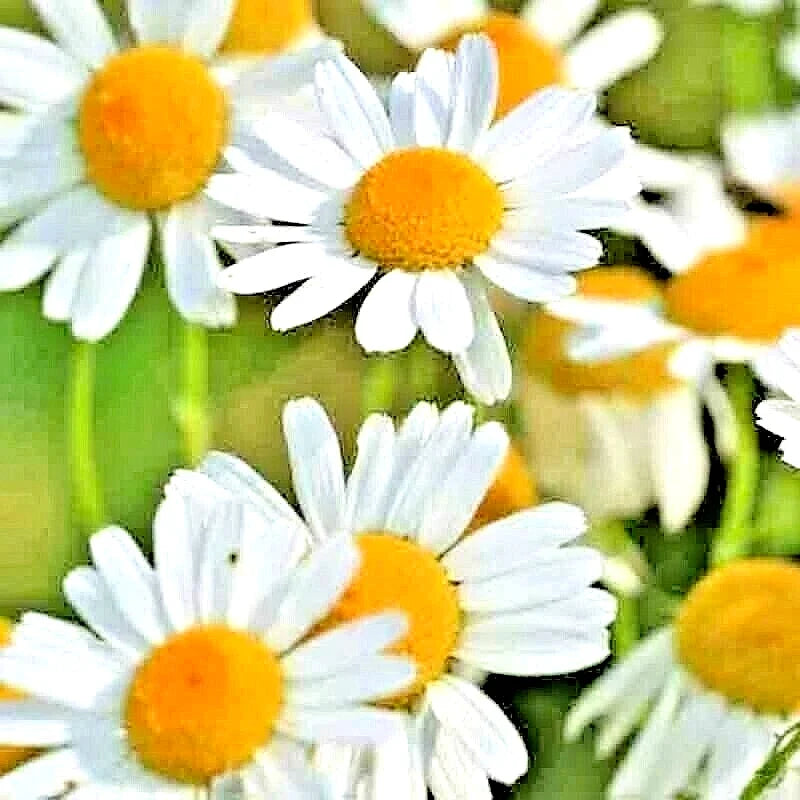 Roman Chamomile Seeds - Heirloom Groundcover Pack - Chamaemelum nobile - Perennial Herb for Borders & Pollinator Gardens