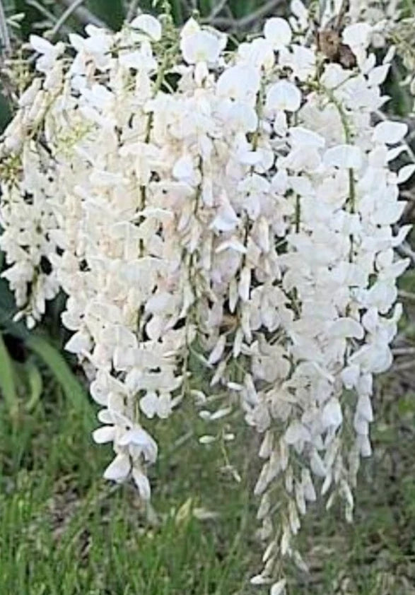 Wisteria Bonsai Starter Plant 6-8" Japanese White Wisteria (Wisteria floribunda) Bare-Root Plant for Garden & Indoor