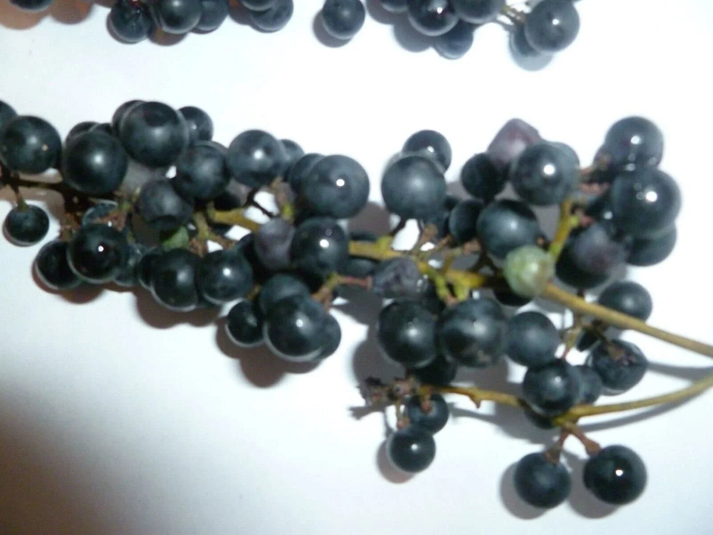 Wild Grape Seeds - Organic Vitis aestivalis Heirloom Variety for Garden, Vine & Fruit Production, 10 Seeds