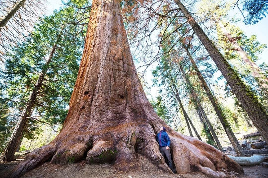 Giant Sequoia Tree Seeds - 40 California Redwood (Sequoiadendron sempervirens) Native Tree Seeds for Planting