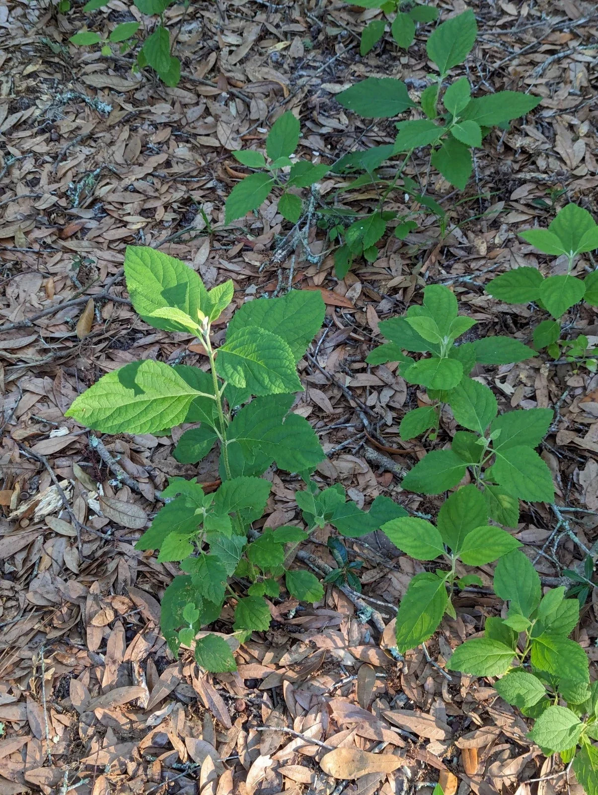 Beauty Berry Bush Cuttings - 4 Live Propagation Plant Cuttings - Callicarpa americana Shrubs for Garden Privacy