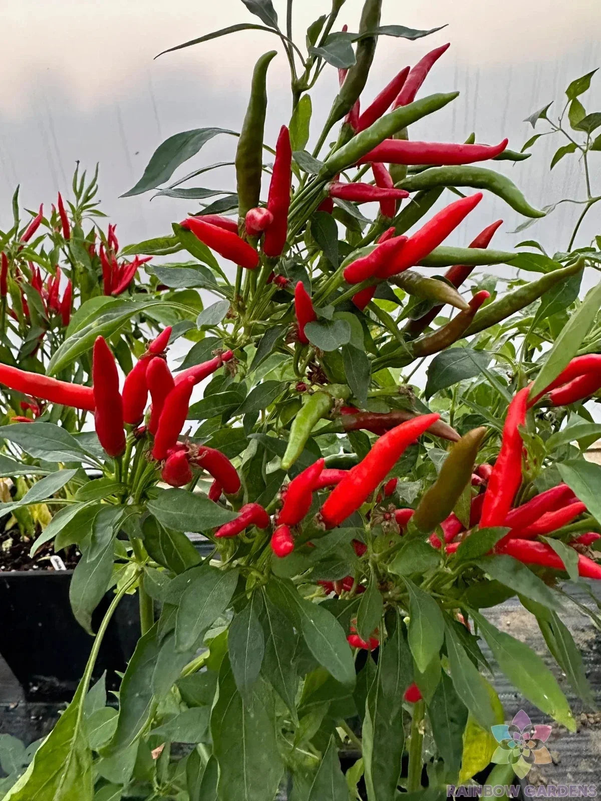 Thai Dragon Hot Pepper Seeds - 25+ Pack, Capsicum annuum, Spicy Peppers for Garden & Container Planting, USA Grown