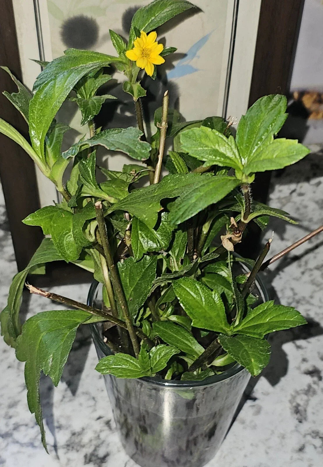 5 Organic Wedelia Plants 8" Heirloom Sphagneticola trilobata - USA Grown Rooted Ground Cover
