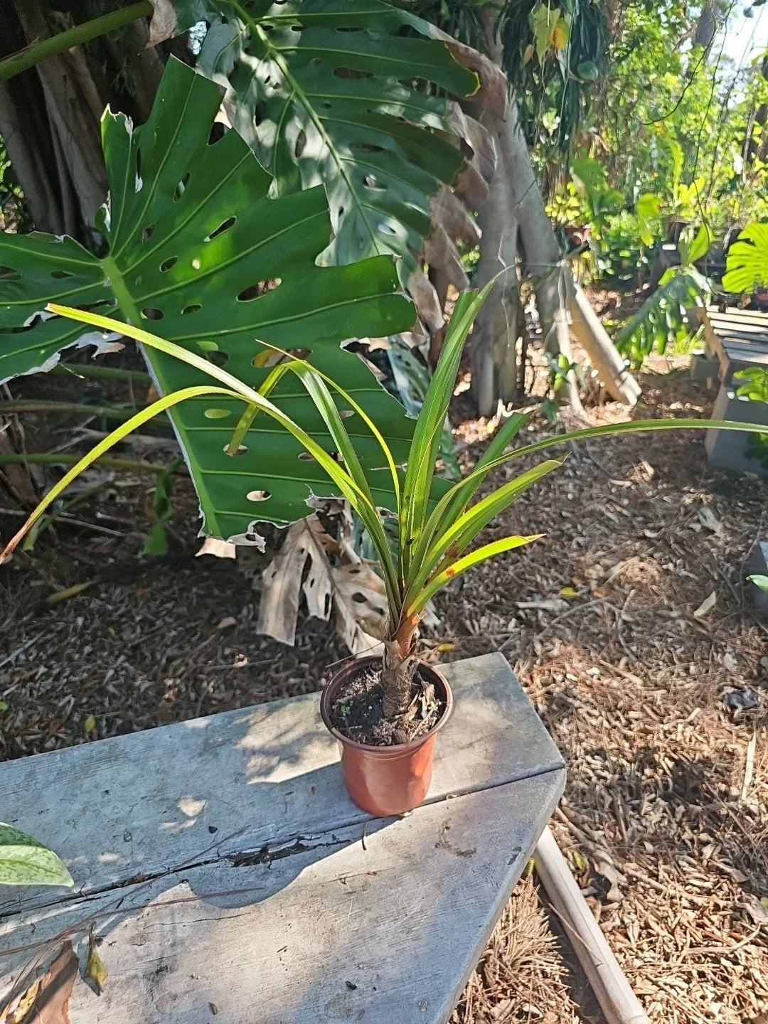 Screw Pine Plant in 5" Pot - Pandanus utilis - Tropical Indoor/Outdoor Tree