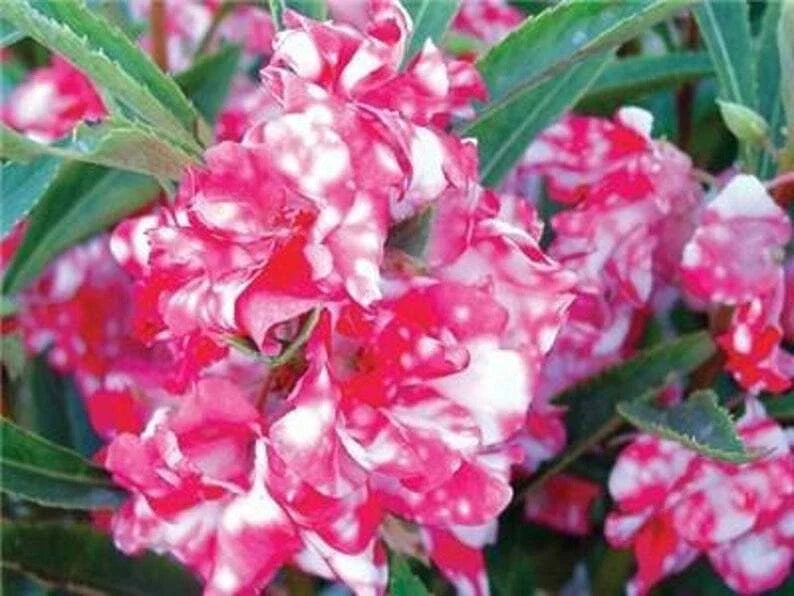 Peppermint Stick Impatiens Seeds - 50 Pink and White Striped Flowers for Shade Gardens - Impatiens walleriana Annual Seeds