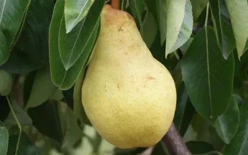 25+ Bartlett Pear Seeds for Planting - Pyrus communis Heirloom Organic Seeds for Home Garden, Fruit Tree, Backyard, Free Shipping