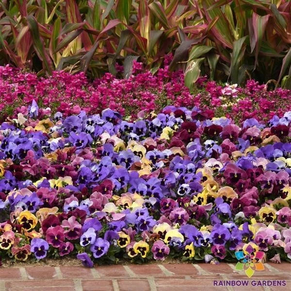Matrix Coastal Sunrise Mix Pansy Seeds - 200+ Viola tricolor var. hortensis Seeds for Vibrant Garden Blooms