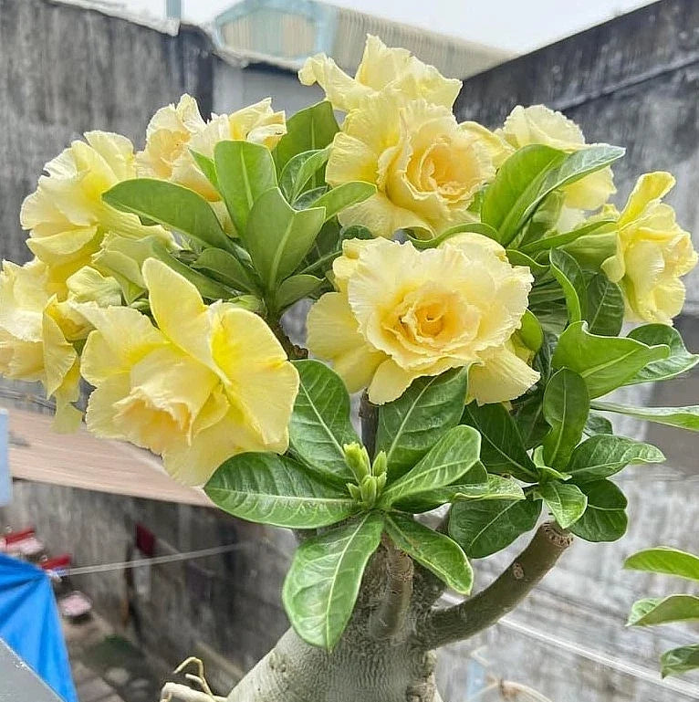 Double-Yellow Desert Rose Starter Plant - Adenium Obesum - Succulent Indoor Plant - Drought-Tolerant, Vibrant Blooms, Bare Root