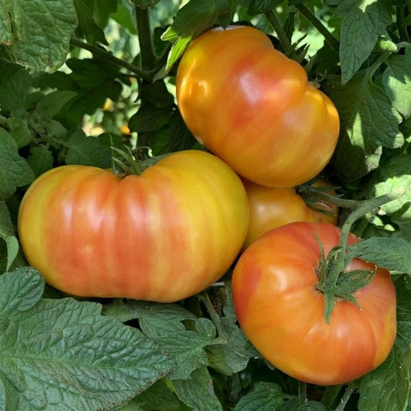 Hillbilly Tomato Seeds - Heirloom Organic, Rare Variety, Solanum lycopersicum, 10+ Seeds for Home Gardening