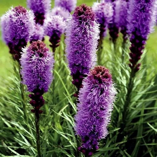 Purple Blazing Star Flower Seeds - Liatris spicata, Perennial, Butterfly Attracting, Cold Hardy, 50 Seeds