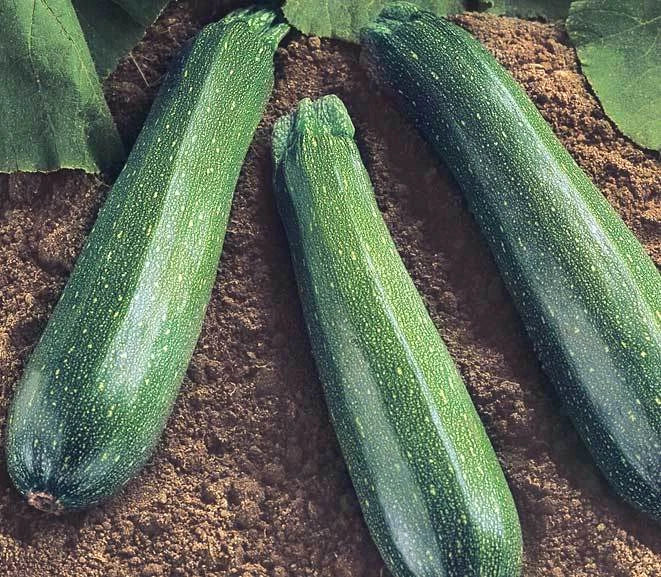 Spineless Beauty Zucchini Seeds – Cucurbita pepo, Easy-Grow, Compact Bush, Fresh Squash Seeds for Container Gardening