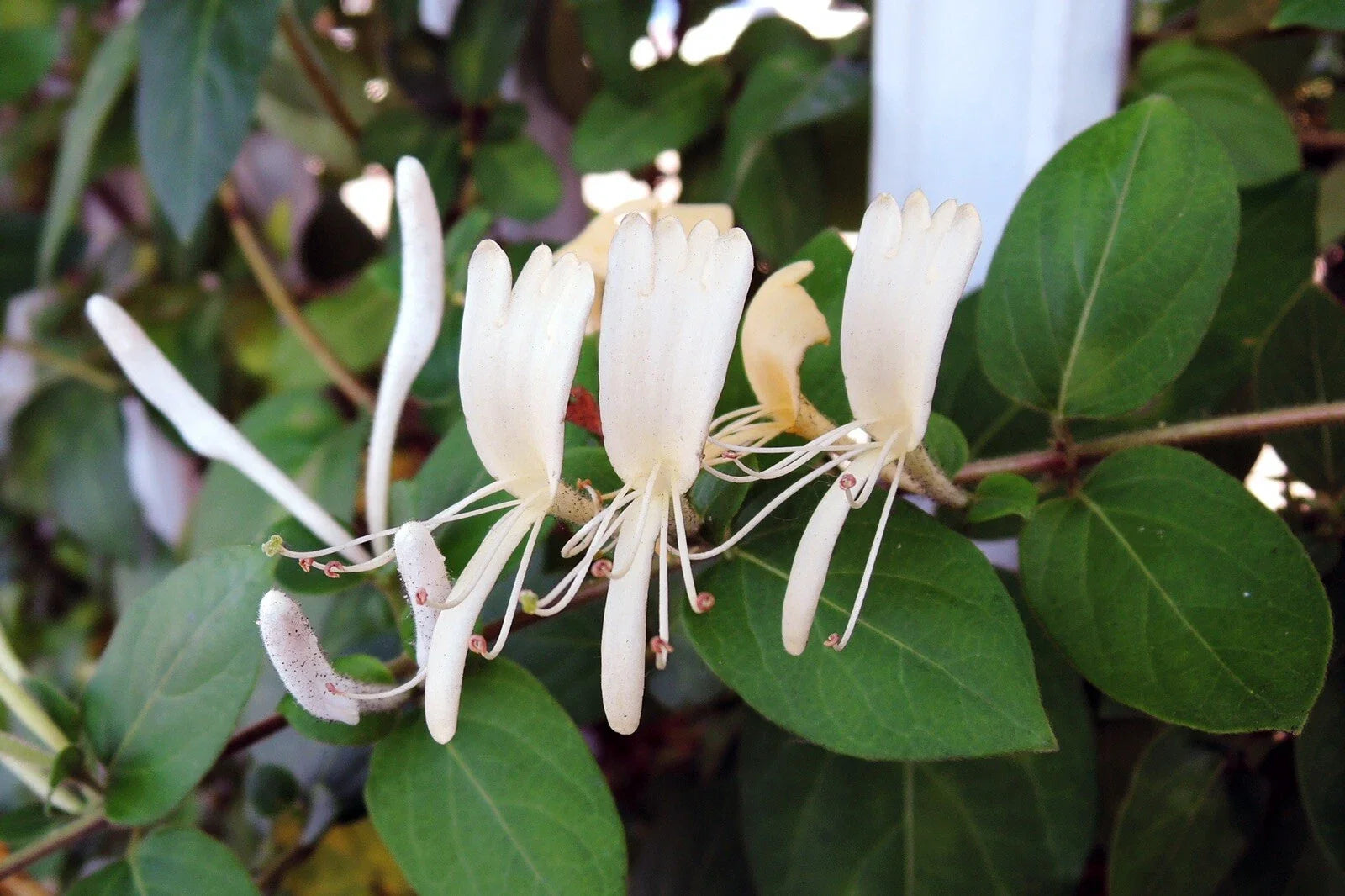 3 Live Hall's Honeysuckle Vines - White Yellow Flowers - Lonicera japonica - Climbing Vines for Garden & Pots