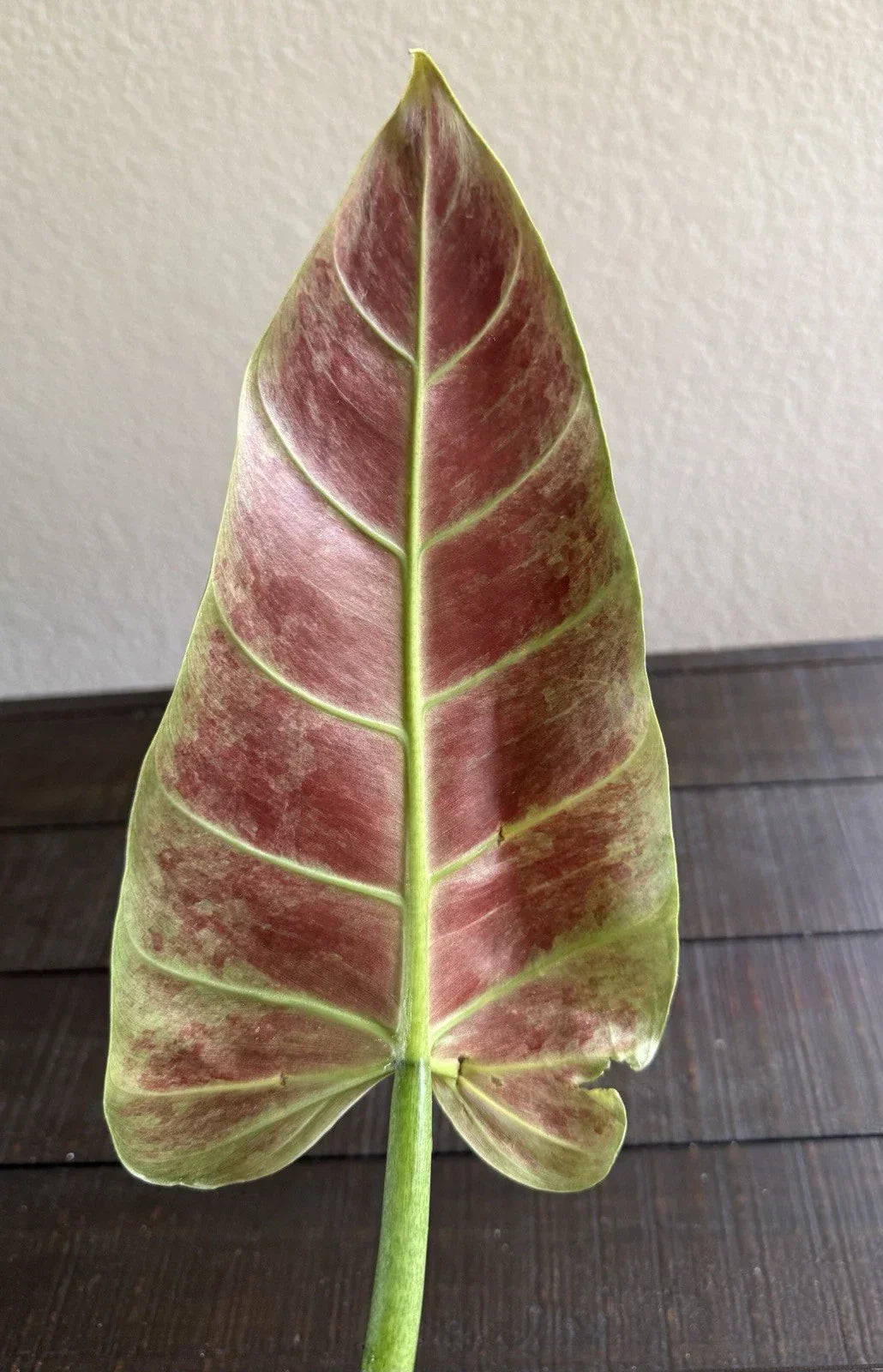 Philodendron Subhastatum Rooted Cutting - Easy Care Tropical Indoor Plant with Unique Heart-Shaped Leaves