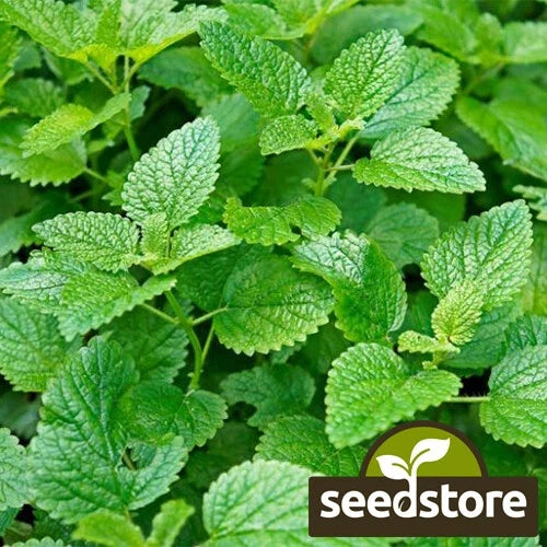Lemon Mint Seeds | Heirloom Non-GMO Lemon Bee Balm | Monarda citriodora | Perennial Herb for Culinary & Tea