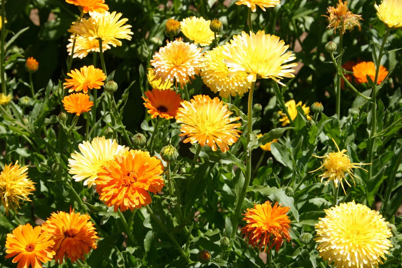 Calendula Seeds 50 Pack - Pacific Beauty Mix - Calendula officinalis Flower Seeds for Garden Beds & Containers