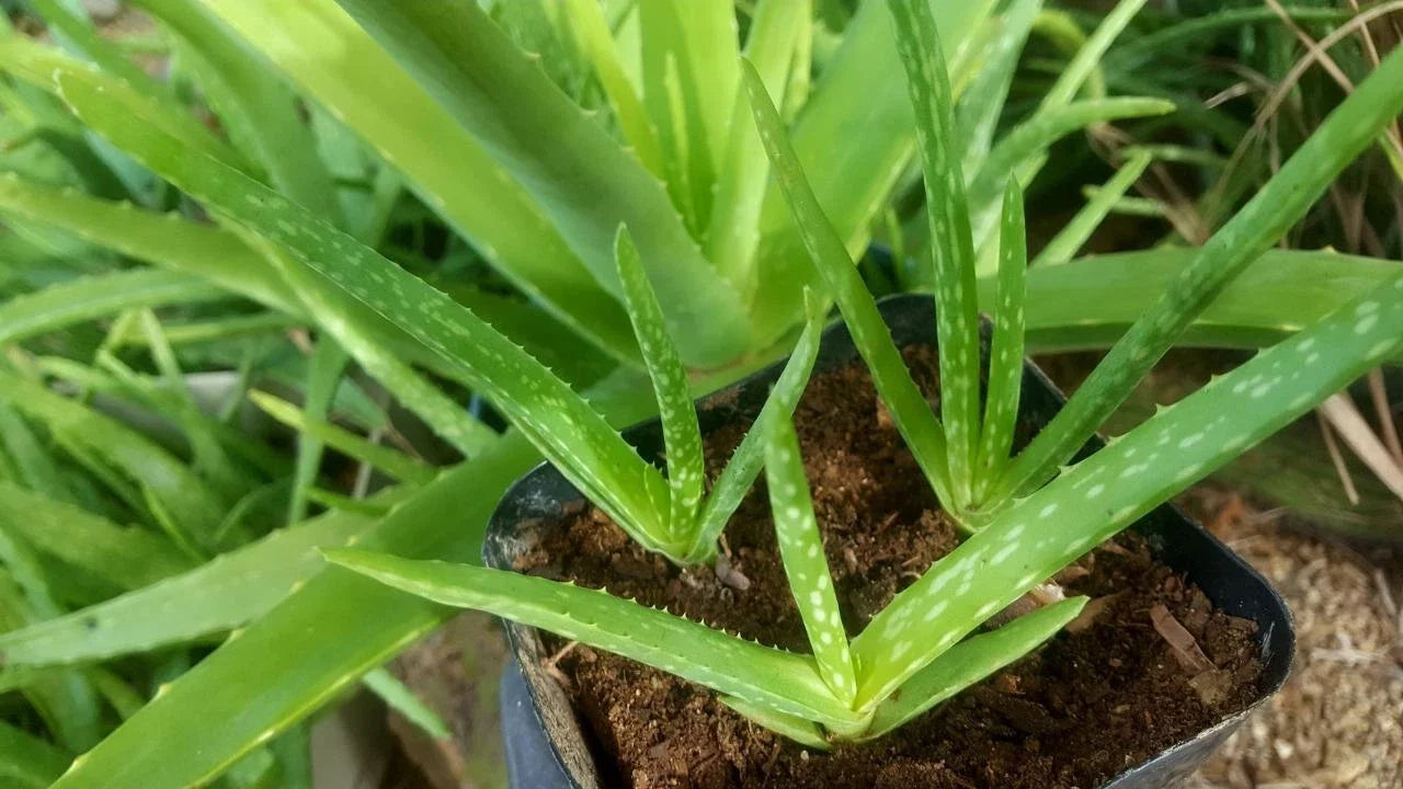 Bulk Aloe Vera Plants 4" Rooted Succulent Aloe barbadensis miller Organic Medicinal Arizona Grown