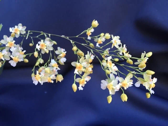 Miniature Orchid Plant Oncidium Twinkle 'Fantasy' 2.5" Pot, Fragrant Star-Shaped Flowers, Indoor Orchid, Beginner-Friendly