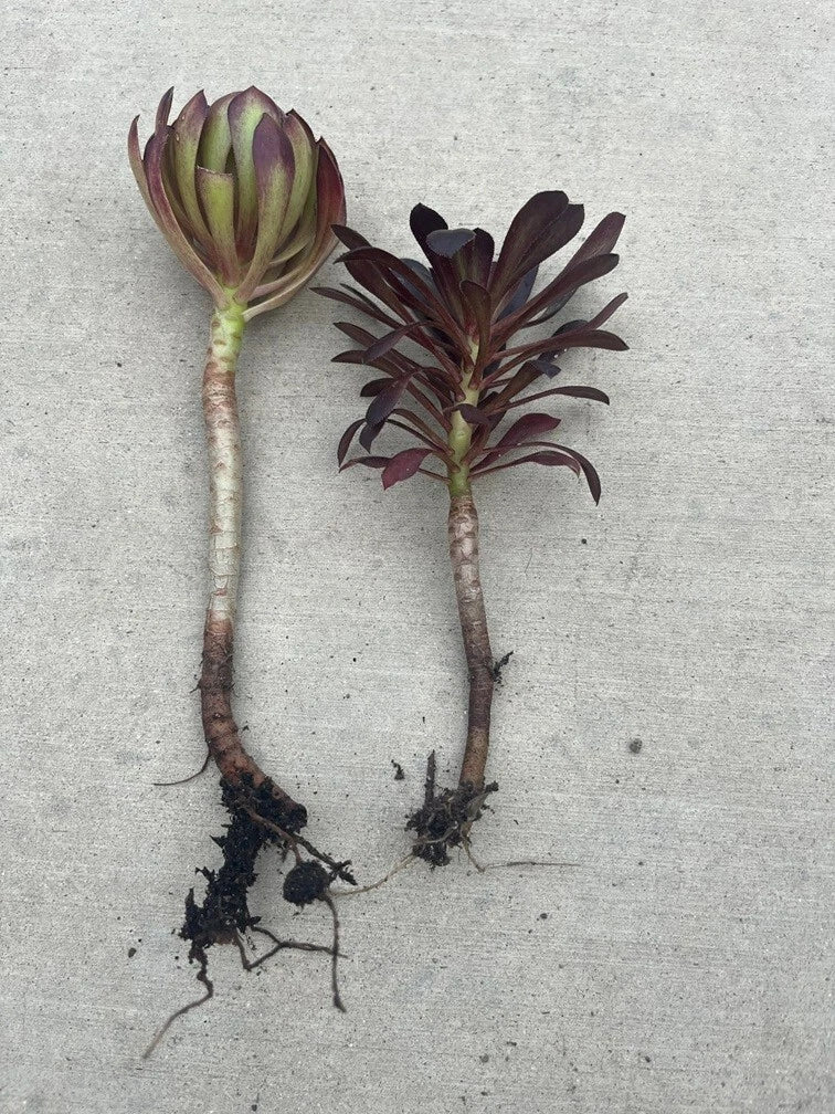 Rooted Succulent Plants 2pcs Black Rose Aeonium Arboreum 'Zwartkop' Drought-Tolerant Indoor Outdoor Decor